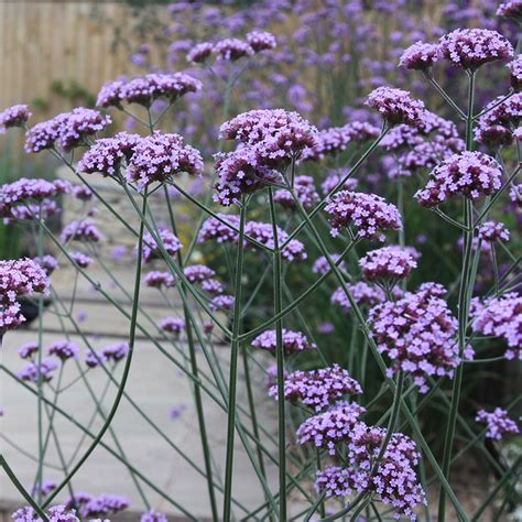 Is Verbena Plant An Annual Or Perennial Back Gardener