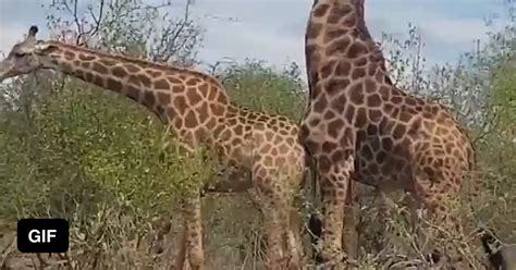 Giraffe Mating Gif