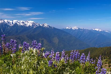 Dispersed Camping Near Olympic National Park CamperAdvise