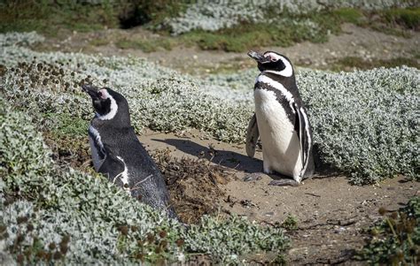 Pinguïns Dieren In Het Wild Gratis Foto Op Pixabay