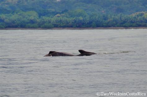 Whale Watching In Costa Rica Two Weeks In Costa Rica