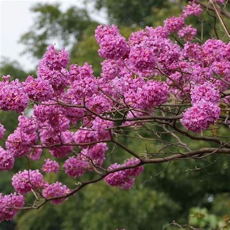 Tabebuia Impetiginosa Tabebuia Avellanedae Handroanthus Impetiginosus