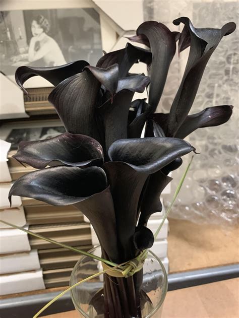 Black calla lilies : r/natureismetal