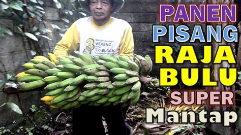 Panen Pisang Raja Bulu Super Mantap YouTube