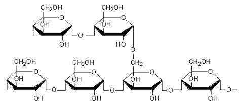 Amylopectin - Alchetron, The Free Social Encyclopedia