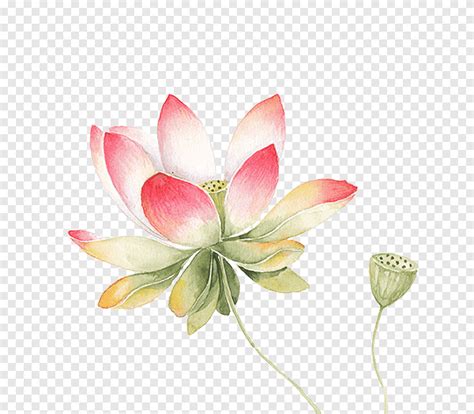 Descarga Gratis Pintura De Flor Rosa Y Blanca Nelumbo Nucifera