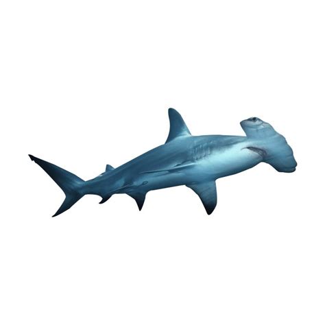 Hammerhead Shark PNG Images (Transparent HD Photo Clipart)