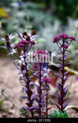 Hylotelephium Telephium Red Cauli Sedum Red Cauli Flores Rosadas En