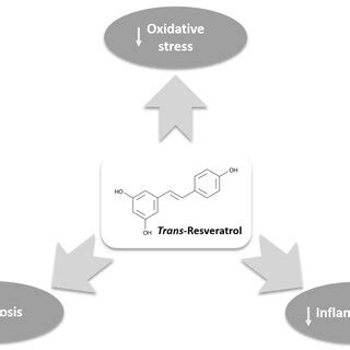 Mechanism Of Action Of Resveratrol In The Management Of Varicocele