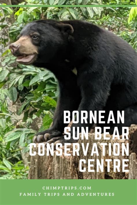 Bornean Sun Bear Conservation Centre - Chimptrips