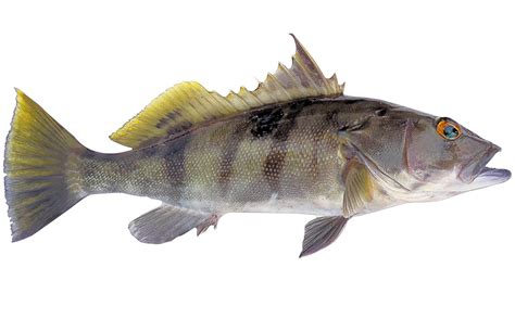 Spotted Sand Bass