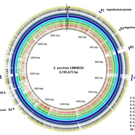 Circular Representation Of Genomes Of Different Lineages Sub Lineages