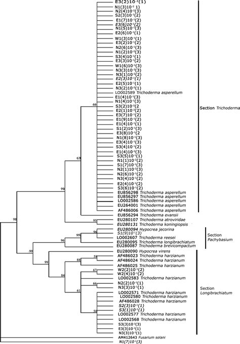 Phylogenetic Relationship Of 53 Trichoderma Strains Inferred By Upgma