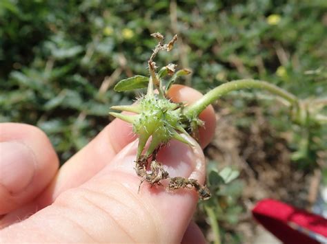 Tribulus terrestris o que é e efeitos colaterais eCycle