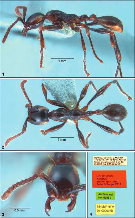 Aenictus Pfeifferi Sp N Holotype Worker Nhmw Head Width