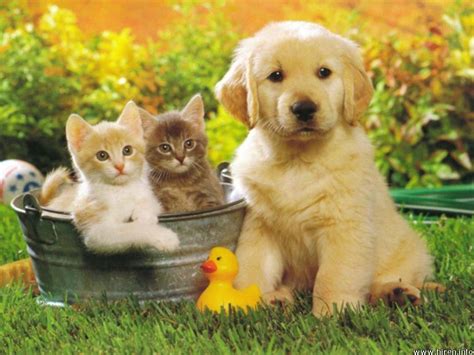 Lovely babies - Babies Pets and Animals Wallpaper (16771666) - Fanpop