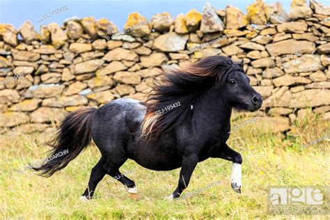 Miniature Shetland Pony Piebald Stallion Trotting On A Meadow Shetlands