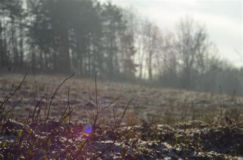 Kostenlose Foto Baum Wald Wildnis Schnee Winter Nebel