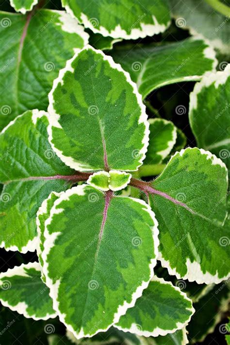 Green White Leave Foliage Variegated Indian Borage Plectranthus