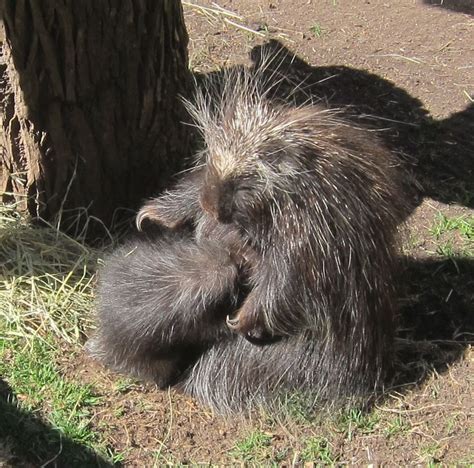 Porcupine Zooborns