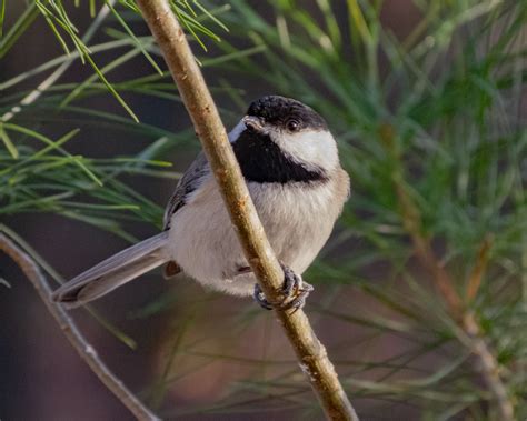 Carolina Chickadee - FeederWatch