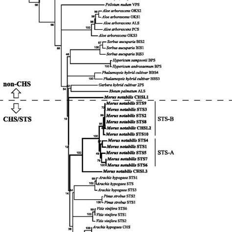 Phylogenetic Analysis Of Mulberry Type Iii Polyketide Synthases And