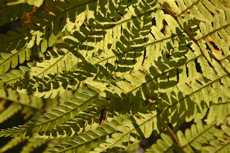 Banco De Imagens Rvore Natureza Floresta Ramo Estrutura Plantar