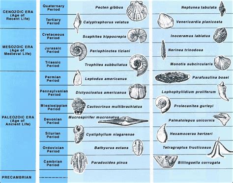 Index Fossils