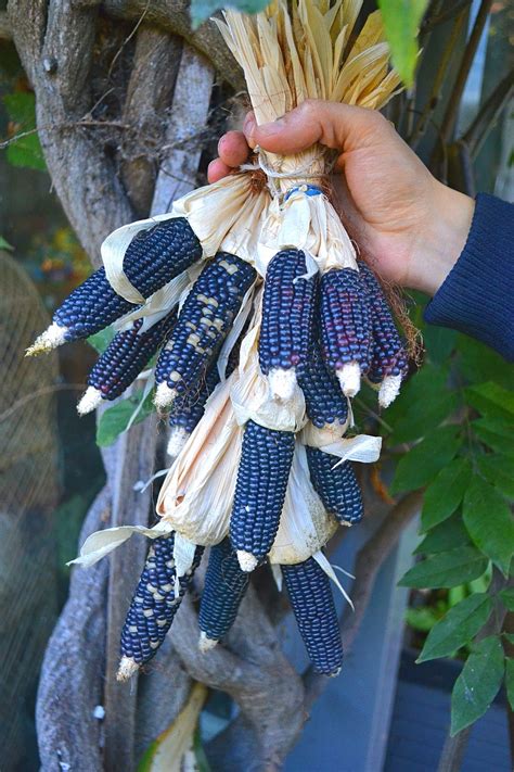 Mini Blue Corn Melbourne Foodforest