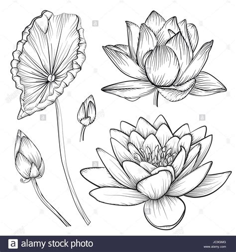 Download This Stock Vector Lotus Water Lily Vector Beautiful Flower Buttons Leaf Set Line