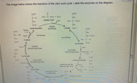 Get Answer Question The Image Below Shows The Reactions Of The Citric Acid Transtutors