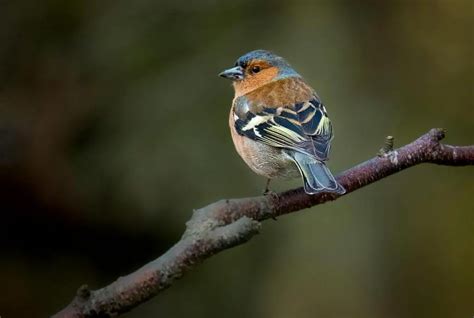 How Galapagos Finches Have Evolved Different Shaped Beaks? - Save The ...