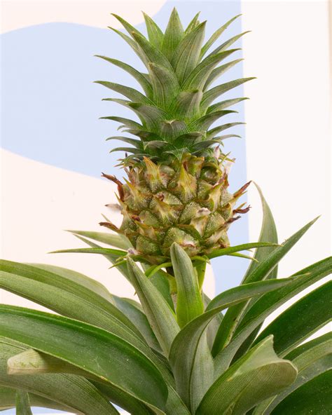 Pineapple Plant | Ananas Amigo | Prickle Plants