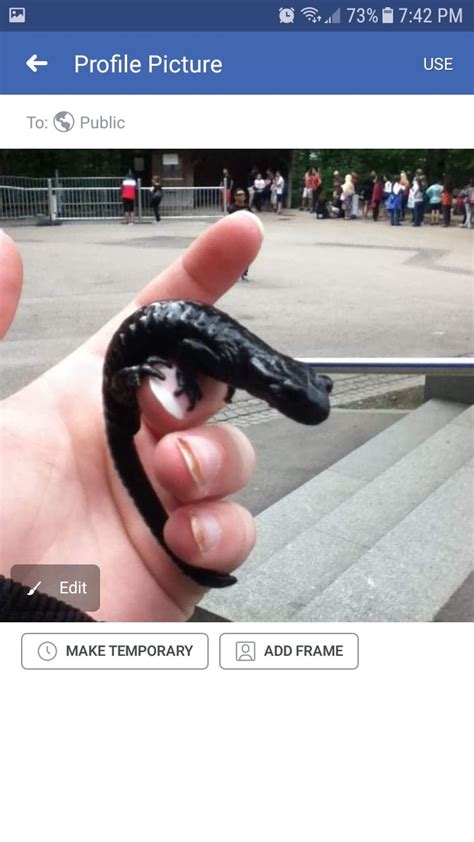 Salamander i found in 2014. Munich, Germany somewhere by the disney ...