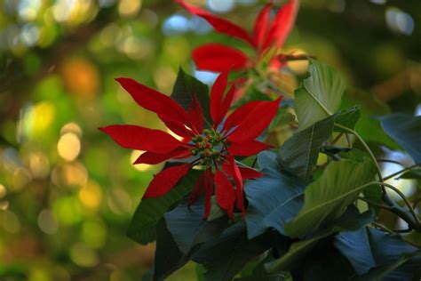 How To Keep A Poinsettia Alive For Years And Turn It Red Again