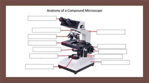 Compound Light Microscope Parts And Functions Quiz | Shelly Lighting