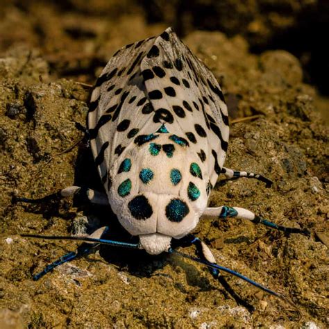 Meet The 10 Cutest Moths In The World A Z Animals
