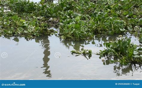 Aquatic Plant Native Pontederia Eichhornia Crassipes Or Common Water