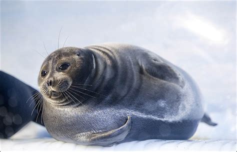 Calls To Cull 7000 Lake Baikal Seals Poachers Slaughter More Than A