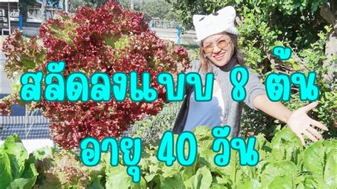 สลัดลงแบบ 8 ต้น อายุ 40 วัน ฟาร์มผักม่วนกุ๊บ ปลูก กลางแจ้ง 3d ผัก