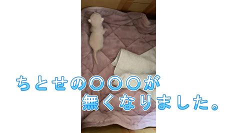 【保護猫】ぱやぱやのちとせをご覧ください Youtube