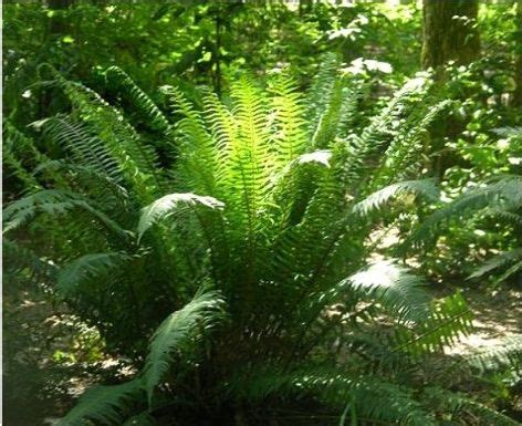 Evergreen ferns – Artofit