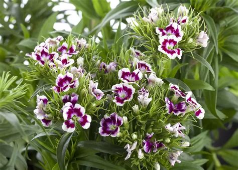 Dianthus Barbatus Garten Bart Nelke