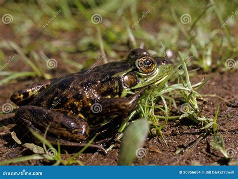 Mink Frog stock photo. Image of wildlife, environment - 20956654