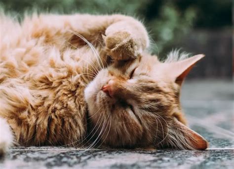 Common Seizures In Older Cats Symptoms