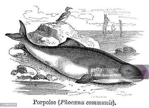 934 Common Porpoise Stock Photos High Res Pictures And Images Getty