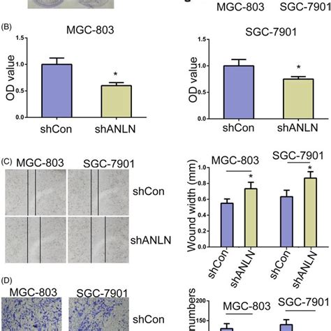 ANLN Depletion Promotes Reduction Of GC Cell Proliferation Migration