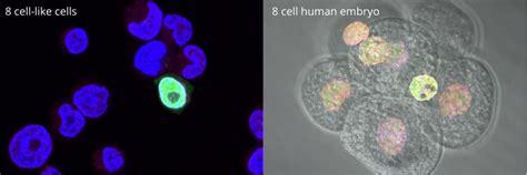 New Stem Cell Population Provides A New Way To Study The Awakening Of