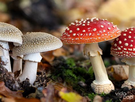 Amanita Muscaria Vs Amanita Pantherina