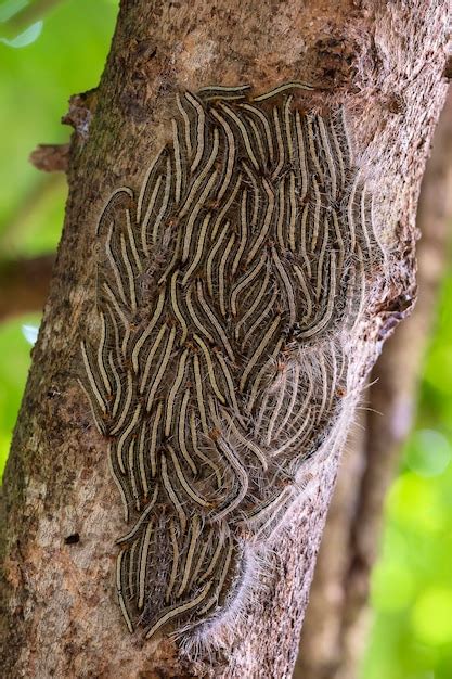 Premium Photo Oak Processionary Moth Thaumetopoea Processionea